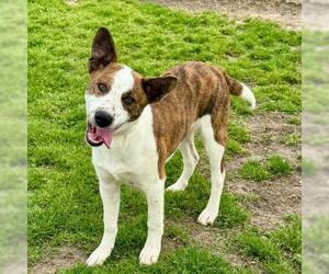 Labrador Retriever-Unknown Mix Dogs for adoption in Conroe, TX, USA
