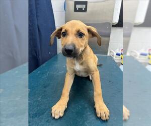 Black Mouth Cur-Unknown Mix Dogs for adoption in Mobile, AL, USA