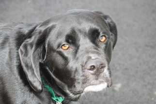 Spanador Dogs for adoption in Salem, MA, USA