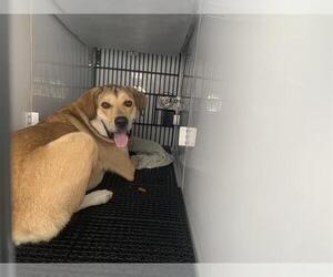 Labrenees Dogs for adoption in Pasadena, CA, USA