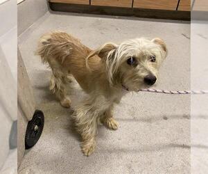 Mutt Dogs for adoption in Modesto, CA, USA
