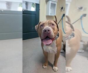 American Pit Bull Terrier-Unknown Mix Dogs for adoption in Pasadena, CA, USA