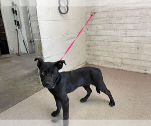 Labrador Retriever Dogs for adoption in San Bernardino, CA, USA