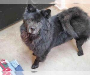 Chow Chow Dogs for adoption in Santa Fe, NM, USA