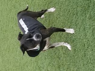 Boston Terrier Dogs for adoption in Redondo Beach, CA, USA