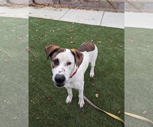 Catahoula Leopard Dog-Unknown Mix Dogs for adoption in Elk Grove, CA, USA