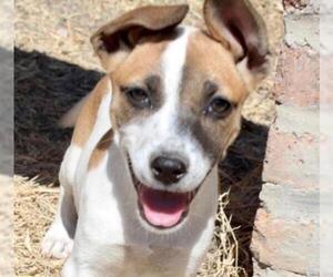 Jack Russell Terrier-Unknown Mix Dogs for adoption in Seattle, WA, USA