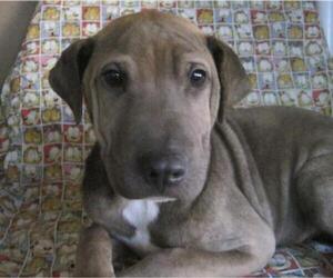Chinese Shar-Pei-Unknown Mix Dogs for adoption in San Diego, CA, USA