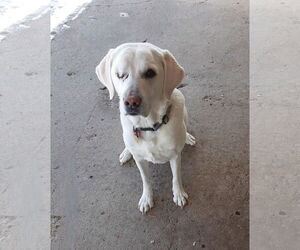 Labrador Retriever Dogs for adoption in Diamondville, WY, USA