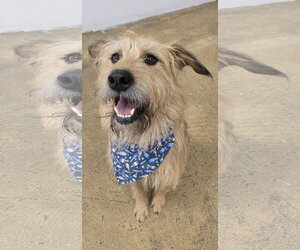 Mutt Dogs for adoption in Rockaway, NJ, USA
