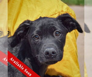 American Staffordshire Terrier-Unknown Mix Dogs for adoption in Huntley, IL, USA