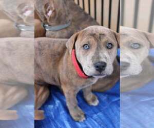 American Pit Bull Terrier-American Staffordshire Terrier Mix Dogs for adoption in Holly Springs, NC, USA