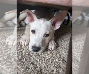 Mutt Dogs for adoption in Germantown, OH, USA