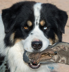 Australian Shepherd-Unknown Mix Dogs for adoption in Corrales, NM, USA