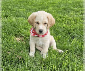 Huskies -Labrador Retriever Mix Dogs for adoption in Croydon, NH, USA