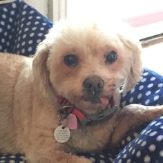 Poodle (Miniature) Dogs for adoption in Placentia, CA, USA