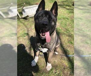 Akita Dogs for adoption in Dedham, MA, USA