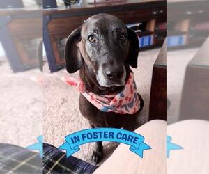 Bloodhound-Unknown Mix Dogs for adoption in Tallahassee, FL, USA