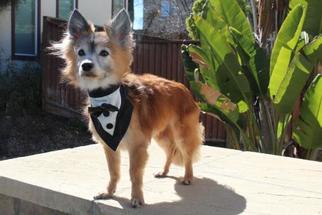 Pomeranian Dogs for adoption in Oakley, CA, USA
