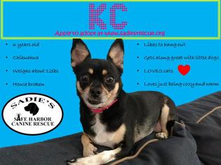 Chihuahua Dogs for adoption in Springville, NY, USA