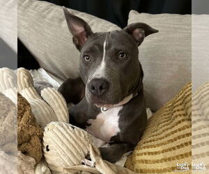 American Pit Bull Terrier-Unknown Mix Dogs for adoption in Washington, DC, USA