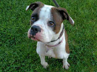 Boxer Dogs for adoption in San Clemente, CA, USA
