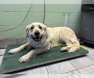 Great Pyrenees-Unknown Mix Dogs for adoption in Grand Prairie, TX, USA