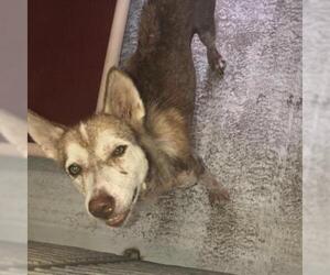 Alaskan Husky Dogs for adoption in Austin, TX, USA