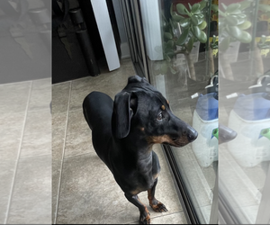 Chiweenie Dogs for adoption in Tampa, FL, USA