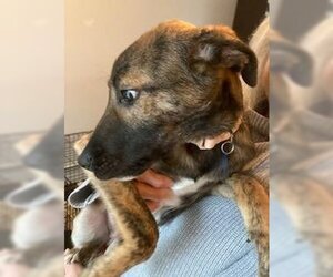 Black Mouth Cur-Labrador Retriever Mix Dogs for adoption in Coventry, CT, USA