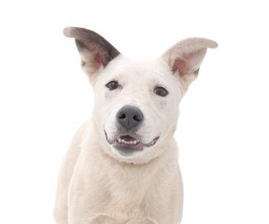 American Pit Bull Terrier-Unknown Mix Dogs for adoption in Los Angeles, CA, USA