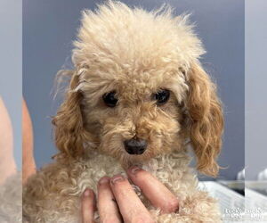 Poodle (Miniature)-Unknown Mix Dogs for adoption in Washington, DC, USA