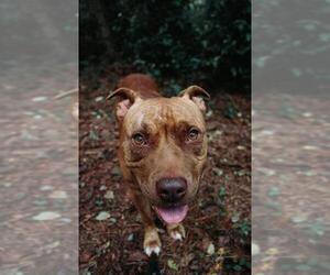 American Staffordshire Terrier Dogs for adoption in Dalzell, SC, USA