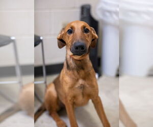 Doberman Pinscher-Unknown Mix Dogs for adoption in Rowlett, TX, USA