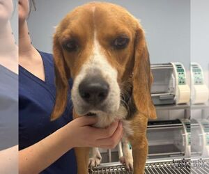 Beagle-Unknown Mix Dogs for adoption in Washington, DC, USA