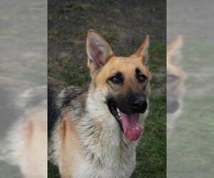 German Shepherd Dog Dogs for adoption in Washougal, WA, USA