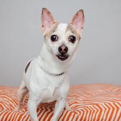 Rat Terrier Dogs for adoption in Mission Hills, CA, USA