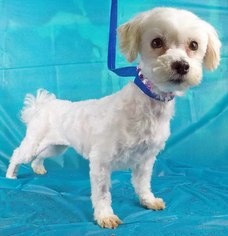 Maltese Dogs for adoption in Griffin, GA, USA