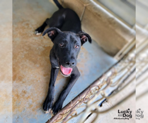 Boxador Dogs for adoption in Washington, DC, USA