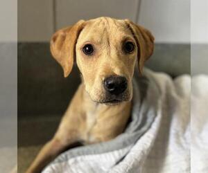 Labrador Retriever-Unknown Mix Dogs for adoption in San Antonio, TX, USA