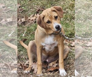 Australian Shepherd-Beagle Mix Dogs for adoption in Croydon, NH, USA