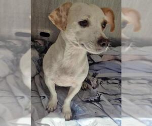 Chihuahua-Unknown Mix Dogs for adoption in San Antonio, TX, USA