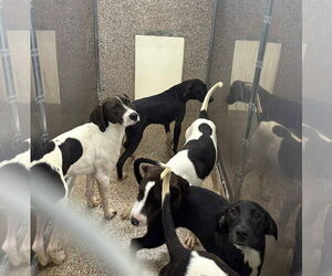 Mutt Dogs for adoption in Martinsburg, WV, USA