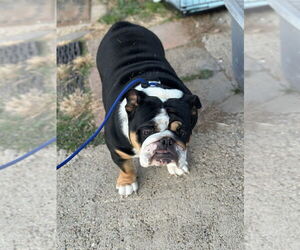 Bulldog-Unknown Mix Dogs for adoption in Oak Bluffs, MA, USA