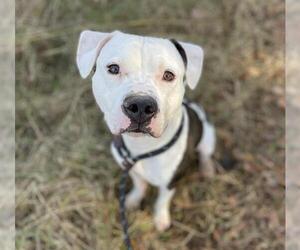 American Pit Bull Terrier Dogs for adoption in Charlotte, NC, USA
