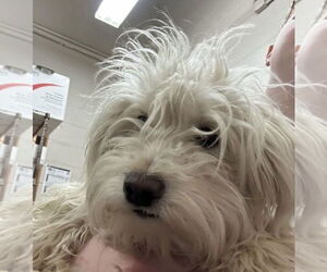 Maltese-Unknown Mix Dogs for adoption in Plymouth, MN, USA