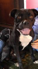 Boxer-Unknown Mix Dogs for adoption in Jarrell, TX, USA