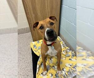 American Pit Bull Terrier Dogs for adoption in Brighton, CO, USA