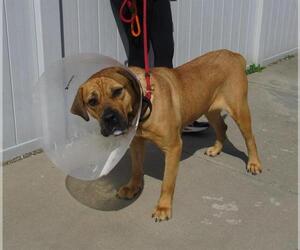 Mastiff-Unknown Mix Dogs for adoption in Louisville, KY, USA