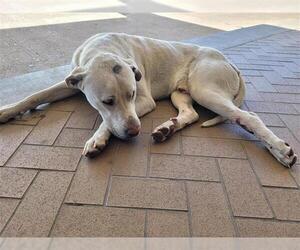 Labrador Retriever-Unknown Mix Dogs for adoption in Houston, TX, USA